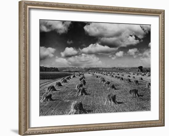 Midwestern Wheat Field at Harvest Time-Bettmann-Framed Photographic Print