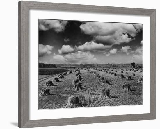 Midwestern Wheat Field at Harvest Time-Bettmann-Framed Photographic Print