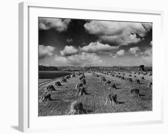 Midwestern Wheat Field at Harvest Time-Bettmann-Framed Photographic Print