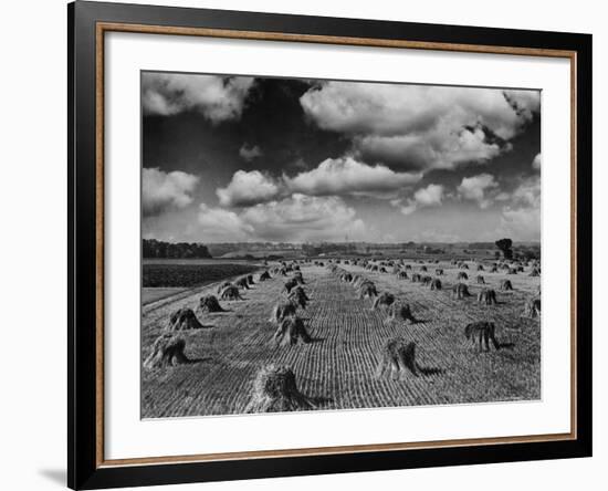 Midwestern Wheat Field at Harvest Time-Bettmann-Framed Photographic Print