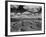 Midwestern Wheat Field at Harvest Time-Bettmann-Framed Photographic Print