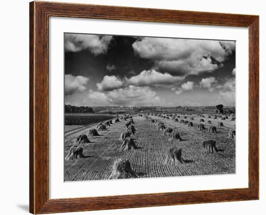 Midwestern Wheat Field at Harvest Time-Bettmann-Framed Photographic Print