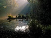 Forest Swamp Poland Europe-Mieczyslaw Wieliczko-Framed Premier Image Canvas