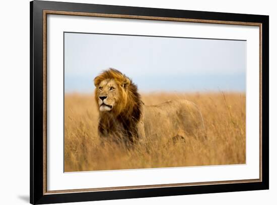 Mighty Lion Watching the Lionesses Who are Ready for the Hunt in Masai Mara, Kenya-Maggy Meyer-Framed Photographic Print
