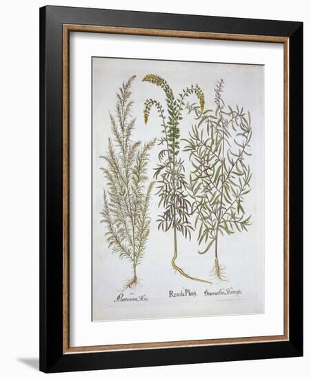 Mignonette, Southernwood, and Tarragon, from 'Hortus Eystettensis', by Basil Besler (1561-1629), Pu-German School-Framed Giclee Print