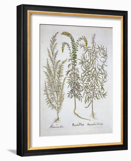 Mignonette, Southernwood, and Tarragon, from 'Hortus Eystettensis', by Basil Besler (1561-1629), Pu-German School-Framed Giclee Print