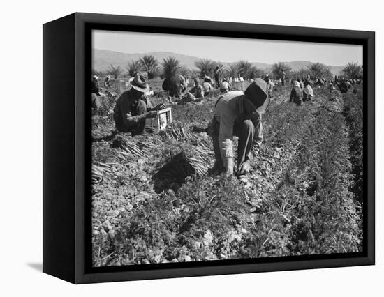 Migrant carrot pullers in California, 1937-Dorothea Lange-Framed Premier Image Canvas