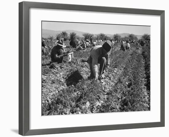 Migrant carrot pullers in California, 1937-Dorothea Lange-Framed Premium Photographic Print