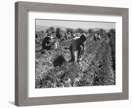 Migrant carrot pullers in California, 1937-Dorothea Lange-Framed Photographic Print