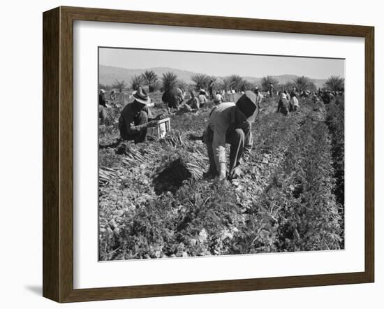 Migrant carrot pullers in California, 1937-Dorothea Lange-Framed Photographic Print