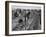 Migrant carrot pullers in California, 1937-Dorothea Lange-Framed Photographic Print