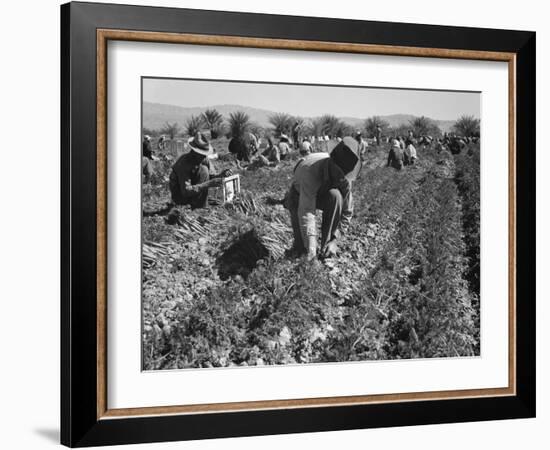 Migrant carrot pullers in California, 1937-Dorothea Lange-Framed Photographic Print