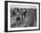 Migrant carrot pullers in California, 1937-Dorothea Lange-Framed Photographic Print