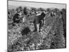 Migrant carrot pullers in California, 1937-Dorothea Lange-Mounted Photographic Print