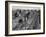 Migrant carrot pullers in California, 1937-Dorothea Lange-Framed Photographic Print