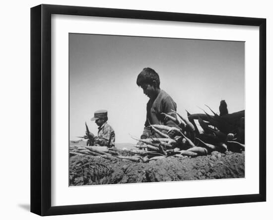 Migrant Farm Workers Picking Carrots-null-Framed Photographic Print