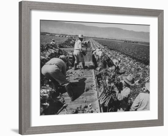 Migrant Farm Workers Picking Celery-null-Framed Photographic Print