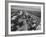 Migrant Farm Workers Picking Celery-null-Framed Photographic Print