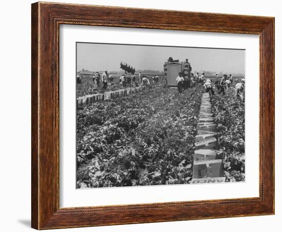 Migrant Farm Workers Picking Lettuce-null-Framed Premium Photographic Print