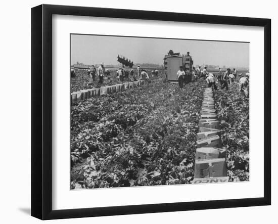 Migrant Farm Workers Picking Lettuce-null-Framed Photographic Print