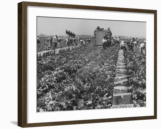 Migrant Farm Workers Picking Lettuce-null-Framed Photographic Print