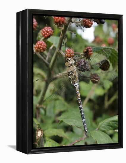 Migrant Hawker Dragonfly Mature Male Resting on Blackberries in Autumn Hedgerow, Norfolk, UK-Gary Smith-Framed Premier Image Canvas