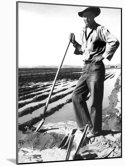 Migrant Irrigator-Dorothea Lange-Mounted Photo