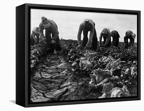 Migrant Workers, 1935-Dorothea Lange-Framed Premier Image Canvas