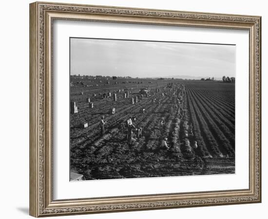 Migrant workers including children pull, clean, tie and crate carrots, 1939-Dorothea Lange-Framed Photographic Print