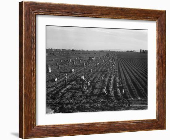 Migrant workers including children pull, clean, tie and crate carrots, 1939-Dorothea Lange-Framed Photographic Print