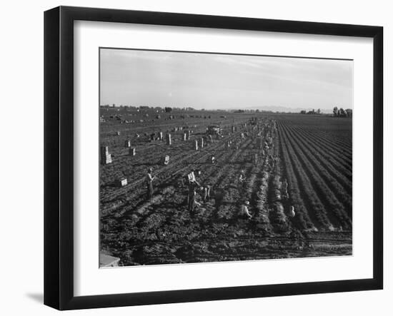 Migrant workers including children pull, clean, tie and crate carrots, 1939-Dorothea Lange-Framed Photographic Print