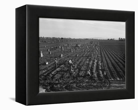 Migrant workers including children pull, clean, tie and crate carrots, 1939-Dorothea Lange-Framed Premier Image Canvas