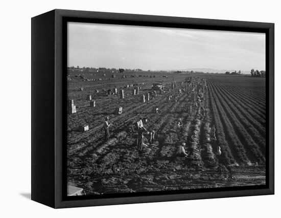Migrant workers including children pull, clean, tie and crate carrots, 1939-Dorothea Lange-Framed Premier Image Canvas