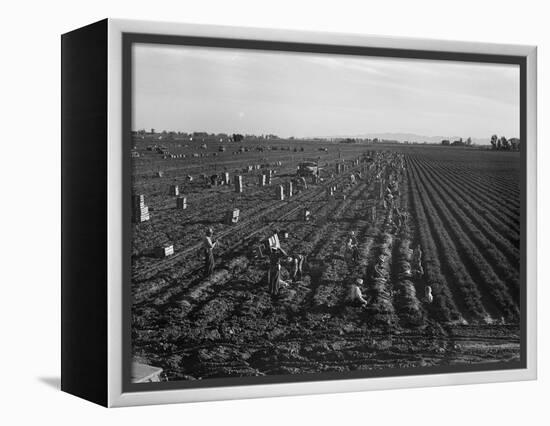 Migrant workers including children pull, clean, tie and crate carrots, 1939-Dorothea Lange-Framed Premier Image Canvas