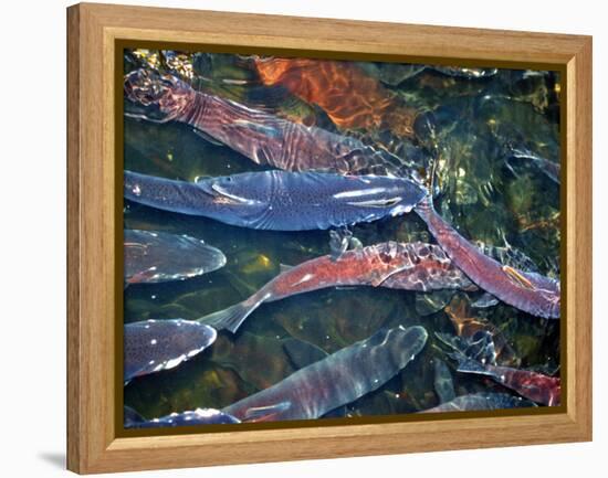 Migrating Salmon, Washington, USA-William Sutton-Framed Premier Image Canvas