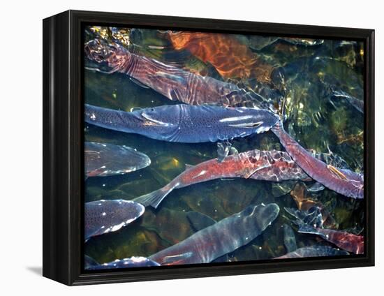 Migrating Salmon, Washington, USA-William Sutton-Framed Premier Image Canvas