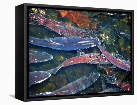 Migrating Salmon, Washington, USA-William Sutton-Framed Premier Image Canvas