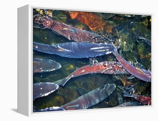 Migrating Salmon, Washington, USA-William Sutton-Framed Premier Image Canvas