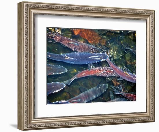 Migrating Salmon, Washington, USA-William Sutton-Framed Photographic Print