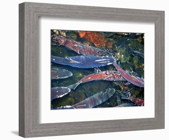 Migrating Salmon, Washington, USA-William Sutton-Framed Photographic Print