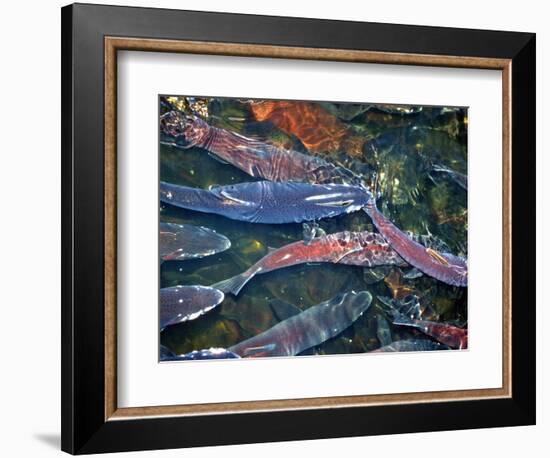 Migrating Salmon, Washington, USA-William Sutton-Framed Photographic Print