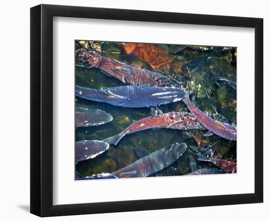 Migrating Salmon, Washington, USA-William Sutton-Framed Photographic Print