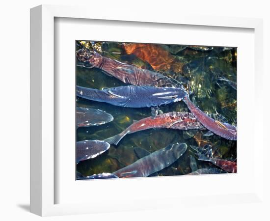 Migrating Salmon, Washington, USA-William Sutton-Framed Photographic Print