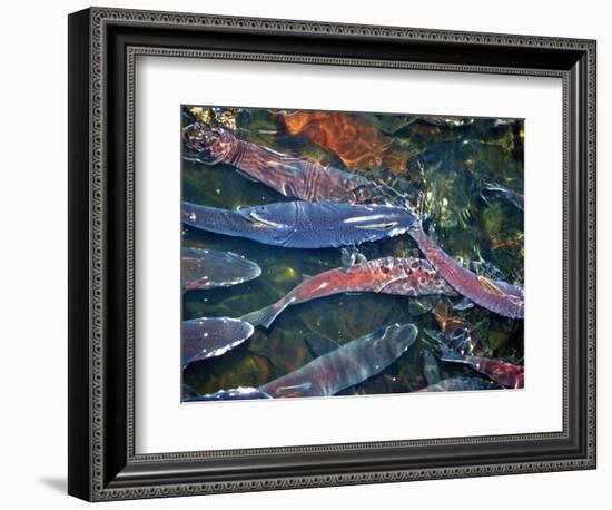 Migrating Salmon, Washington, USA-William Sutton-Framed Photographic Print