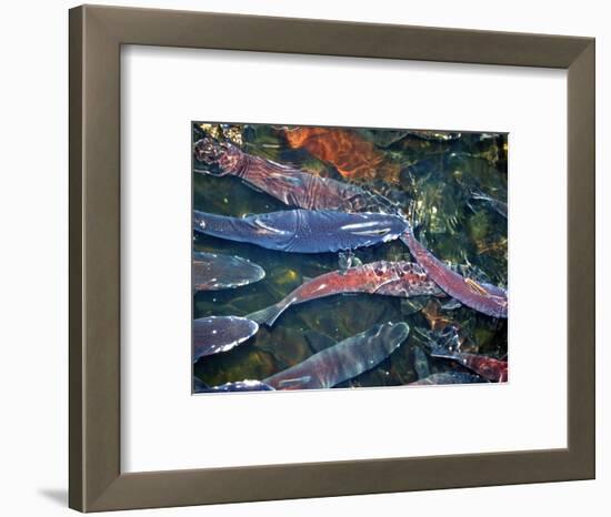 Migrating Salmon, Washington, USA-William Sutton-Framed Photographic Print