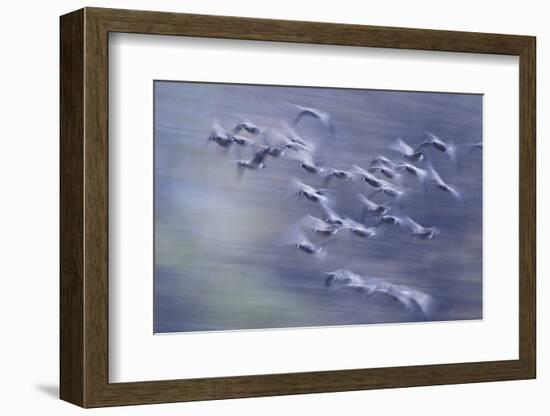 Migration flight, Canada geese-Ken Archer-Framed Photographic Print