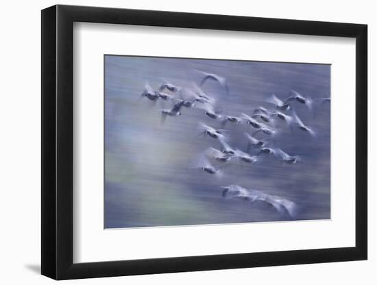 Migration flight, Canada geese-Ken Archer-Framed Photographic Print