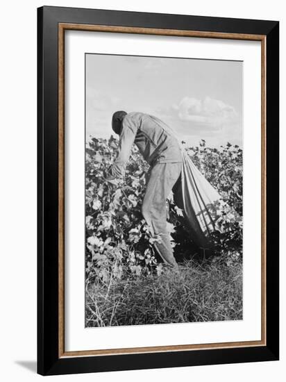 Migratory Field Worker Picking Cotton-Dorothea Lange-Framed Premium Giclee Print