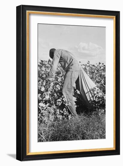 Migratory Field Worker Picking Cotton-Dorothea Lange-Framed Premium Giclee Print