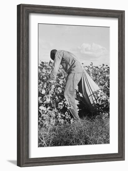 Migratory Field Worker Picking Cotton-Dorothea Lange-Framed Art Print